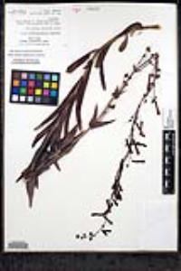 Penstemon centranthifolius image