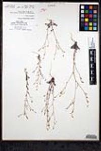 Saltugilia caruifolia image