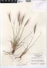 Elymus elymoides subsp. brevifolius image