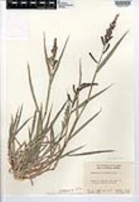 Echinochloa colona image