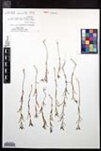 Camissonia strigulosa image