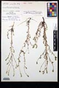 Cryptantha juniperensis image