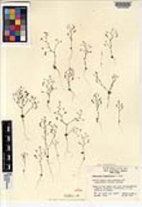 Nemacladus longiflorus image
