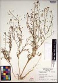 Descurainia pinnata subsp. halictorum image