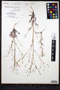 Saltugilia caruifolia image