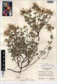 Monardella nana image