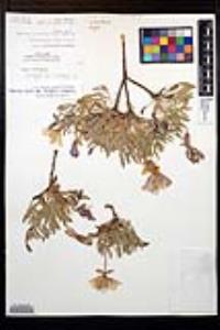 Oenothera californica subsp. avita image