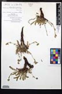 Horkelia clevelandii image