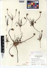 Malacothrix californica image
