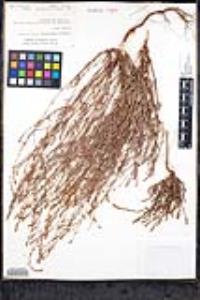 Polygonum argyrocoleon image