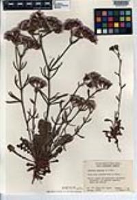 Limonium sinuatum image