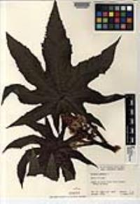 Ricinus communis image