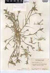 Crypsis schoenoides image