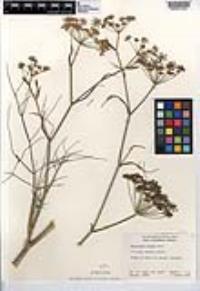 Foeniculum vulgare image