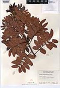 Schinus terebinthifolius image