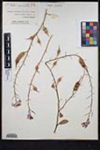 Raphanus raphanistrum subsp. sativus image