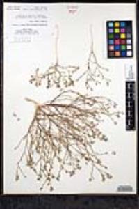 Eriastrum sapphirinum subsp. sapphirinum image