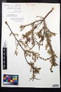 Prunus fasciculata var. fasciculata image