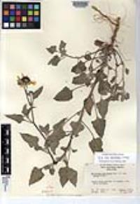 Helianthus niveus subsp. canescens image