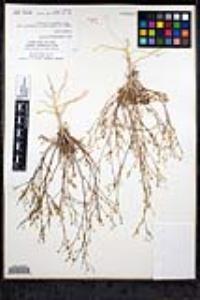 Saltugilia caruifolia image