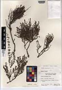 Galium volcanense image