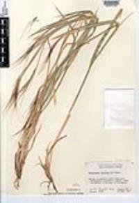 Heteropogon contortus image