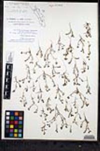 Johnstonella grayi var. cryptochaeta image