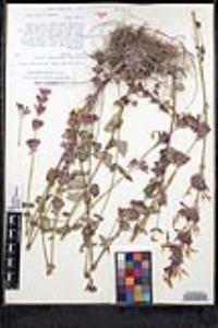 Agastache pallida image
