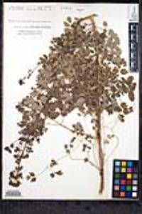 Thalictrum polycarpum image