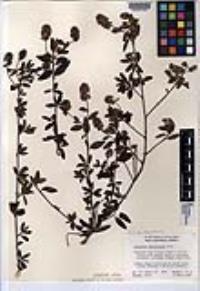 Ceanothus thyrsiflorus var. thyrsiflorus image