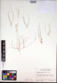 Athysanus pusillus image