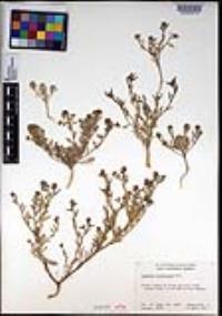 Lepidium lasiocarpum image