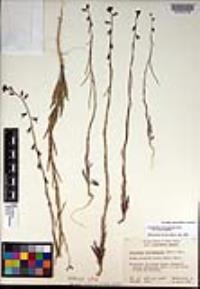 Caulanthus heterophyllus var. heterophyllus image