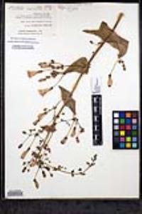 Penstemon spectabilis var. spectabilis image