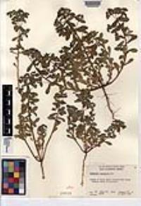 Euphorbia spathulata image