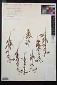 Camissoniopsis ignota image