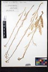 Sisymbrium altissimum image