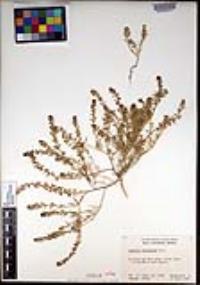 Lepidium lasiocarpum image