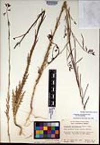 Caulanthus heterophyllus image