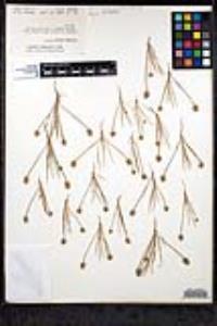 Plantago erecta image