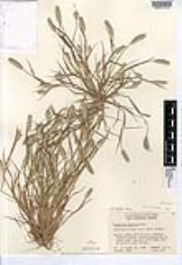 Alopecurus saccatus image