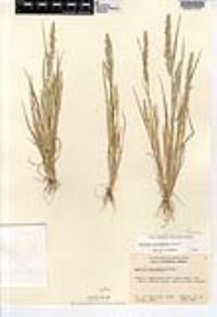 Agrostis microphylla image