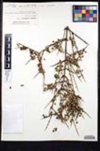 Adolphia californica image