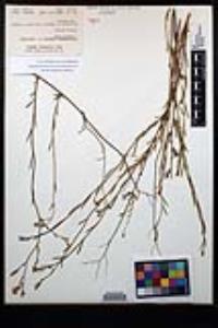 Crocanthemum aldersonii image
