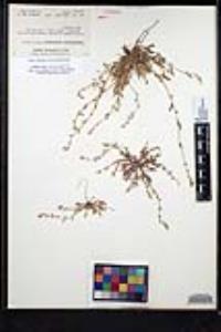Plagiobothrys collinus var. californicus image