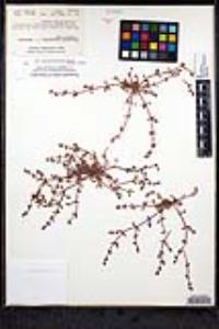 Chorizanthe polygonoides var. longispina image