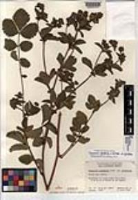 Drymocallis glandulosa var. glandulosa image