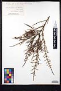 Adolphia californica image