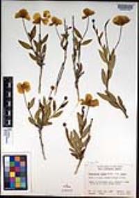Dendromecon rigida image