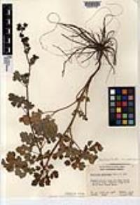 Thalictrum polycarpum image